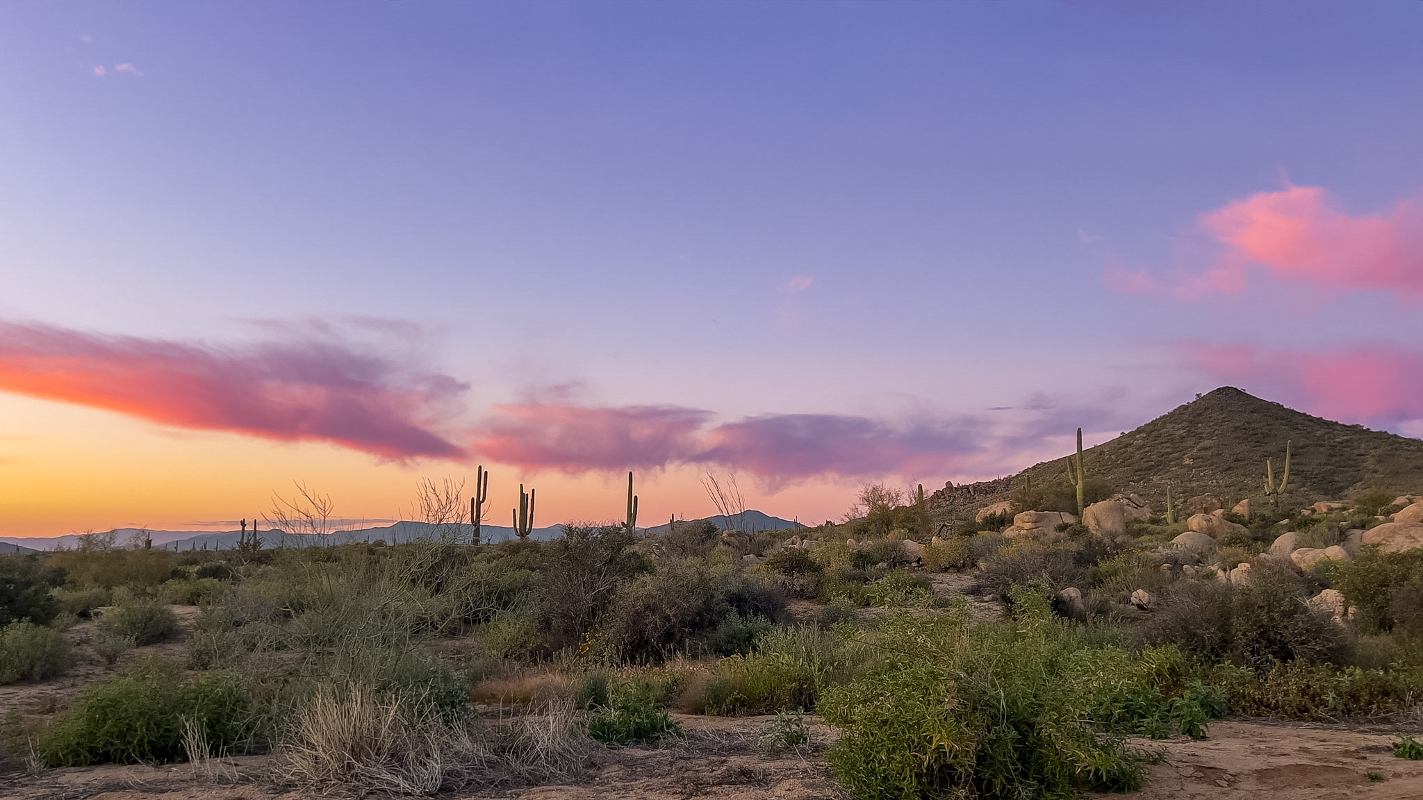 Welcome to Cottonwood: Strategic Business Advisory for Growth, Performance, and Long-Term Success